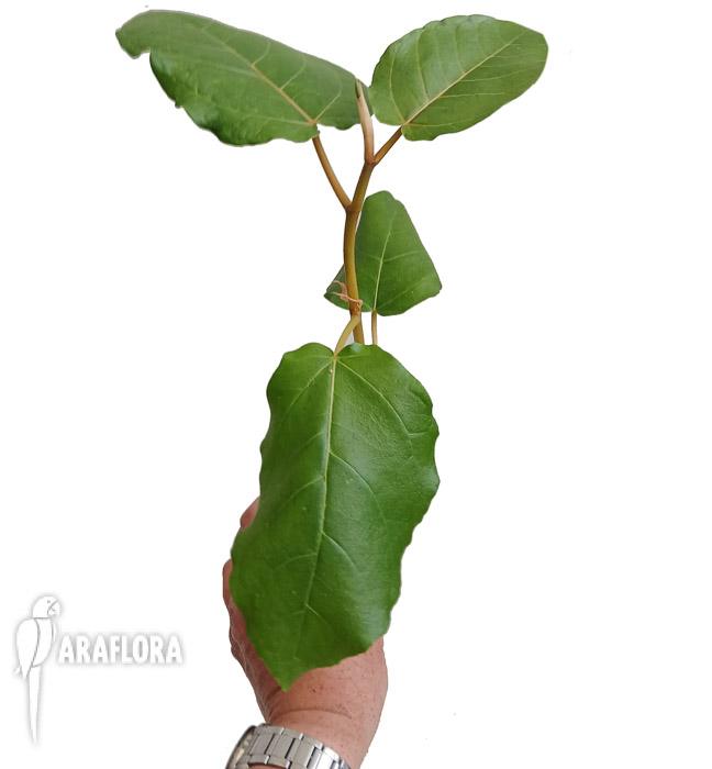 Ficus dammaropsis