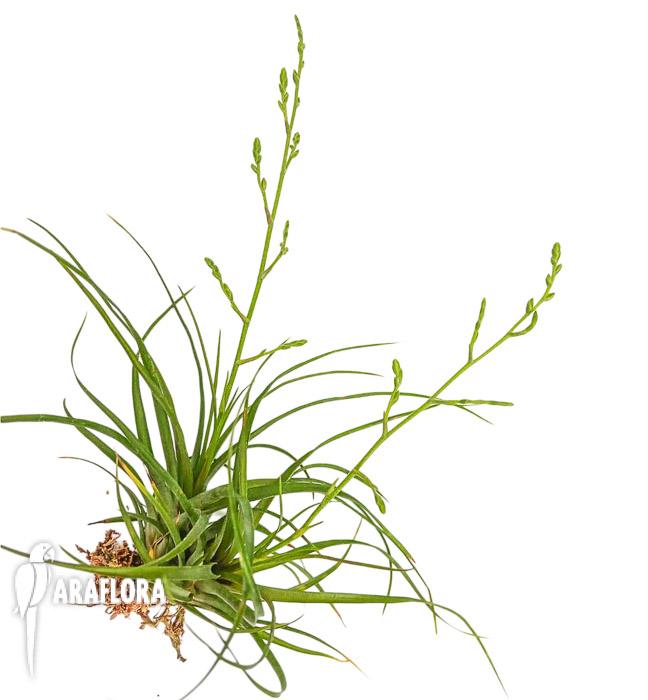 Racinaea parviflora