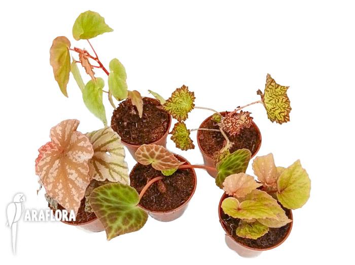 Begonia Araflora collectorbox