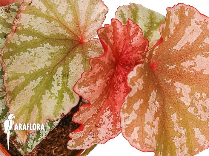 Begonia &lsquo;Highway&rsquo;