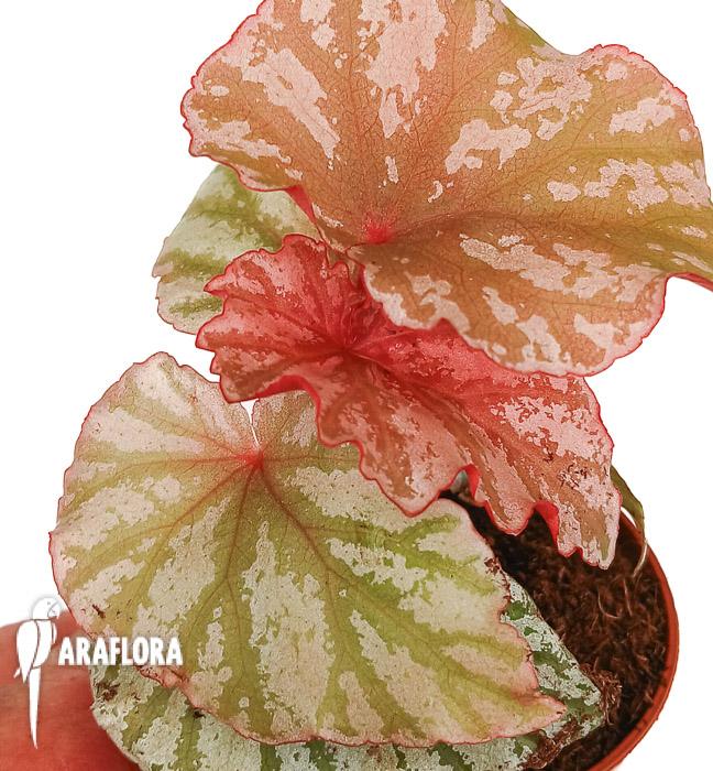 Begonia &lsquo;Highway&rsquo;