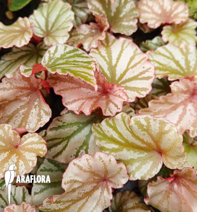 Begonia &lsquo;Highway&rsquo;