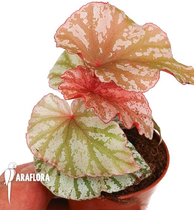 Begonia &lsquo;Highway&rsquo;