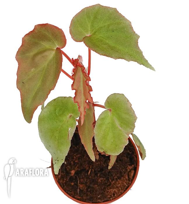 Begonia &lsquo;Tiny gem&rsquo;