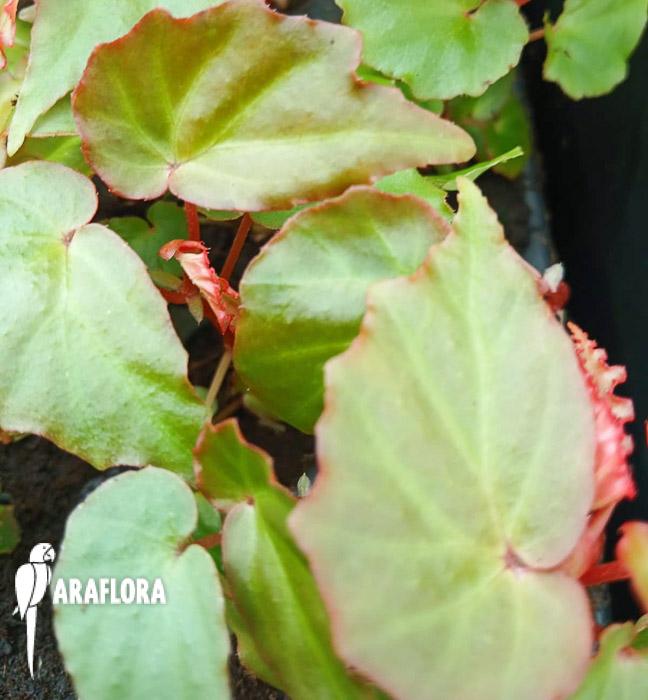 Begonia &lsquo;Tiny gem&rsquo;