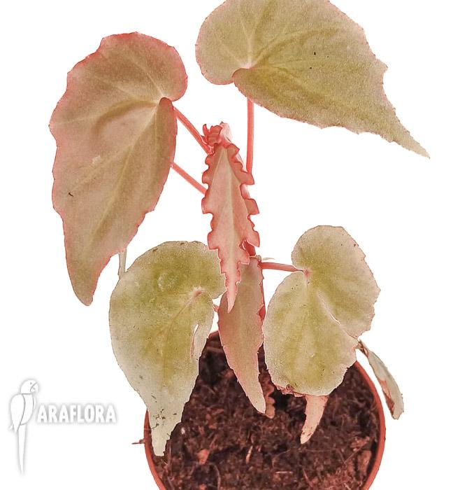 Begonia &lsquo;Tiny gem&rsquo;