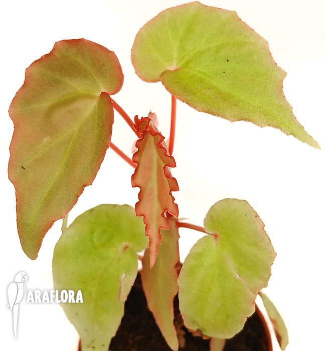 Begonia &lsquo;Tiny gem&rsquo;