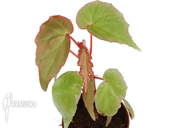Begonia &lsquo;Tiny gem&rsquo;