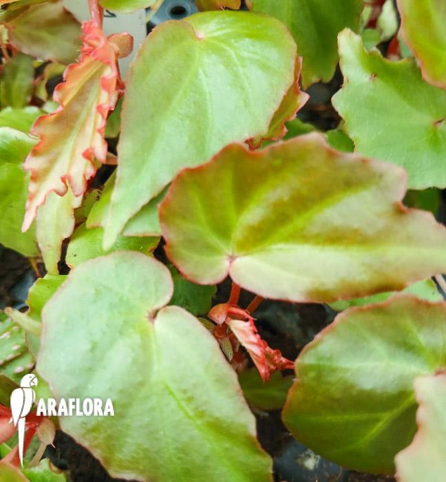 Begonia &lsquo;Tiny gem&rsquo;