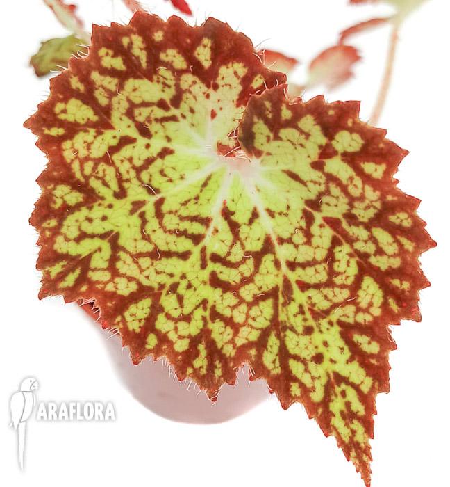 Begonia hybrid &lsquo;Crystal Brook&rsquo;