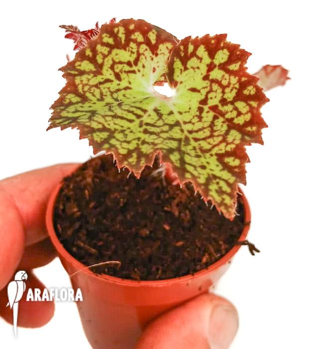 Begonia hybrid &lsquo;Crystal Brook&rsquo;