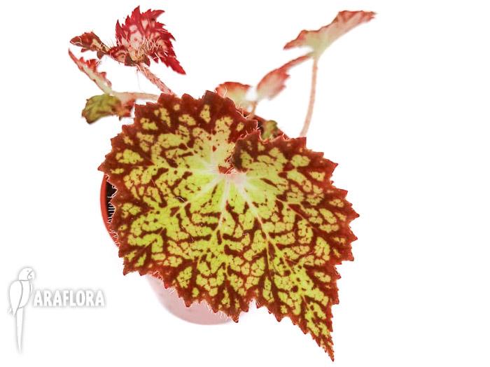Begonia hybrid &lsquo;Crystal Brook&rsquo;