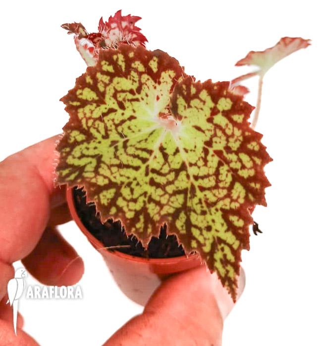 Begonia hybrid &lsquo;Crystal Brook&rsquo;