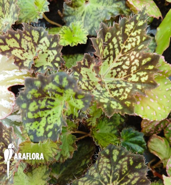 Begonia hybrid &lsquo;Crystal Brook&rsquo;