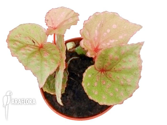Begonia roseopunctata