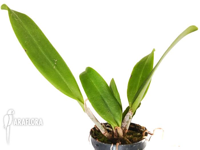 Cattleya araguaiensis