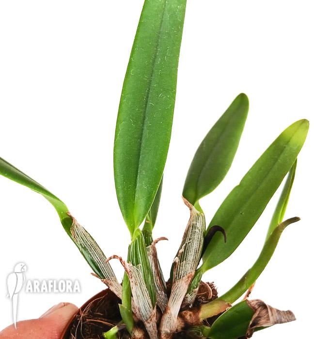 Cattleya luteola x sib
