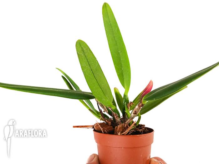 Cattleya luteola x sib