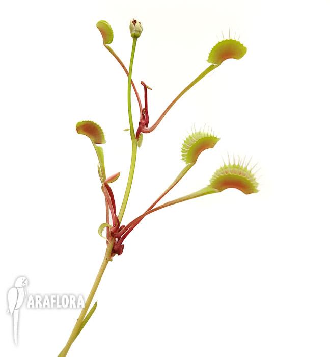 Dionaea muscipula &lsquo;High up Red&rsquo;
