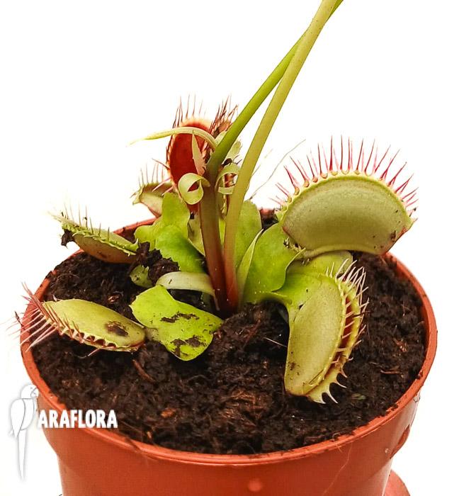 Dionaea muscipula &lsquo;High up Red&rsquo;