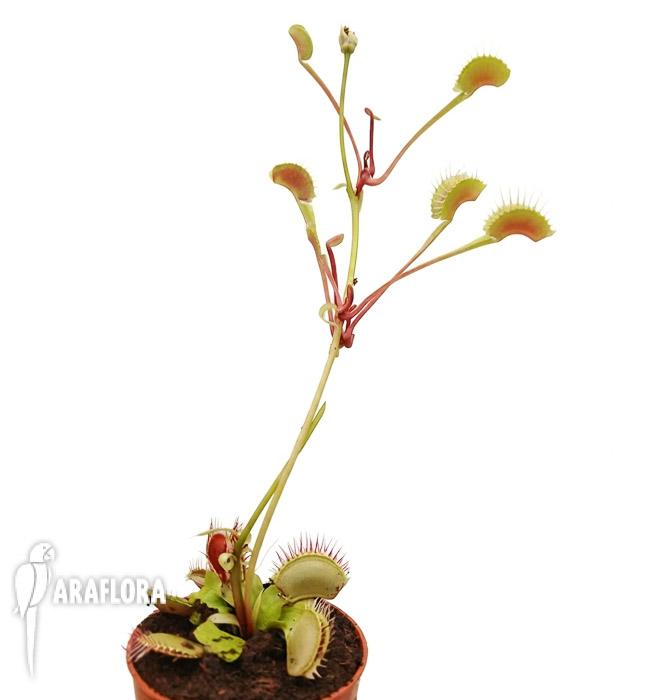 Dionaea muscipula &lsquo;High up Red&rsquo;