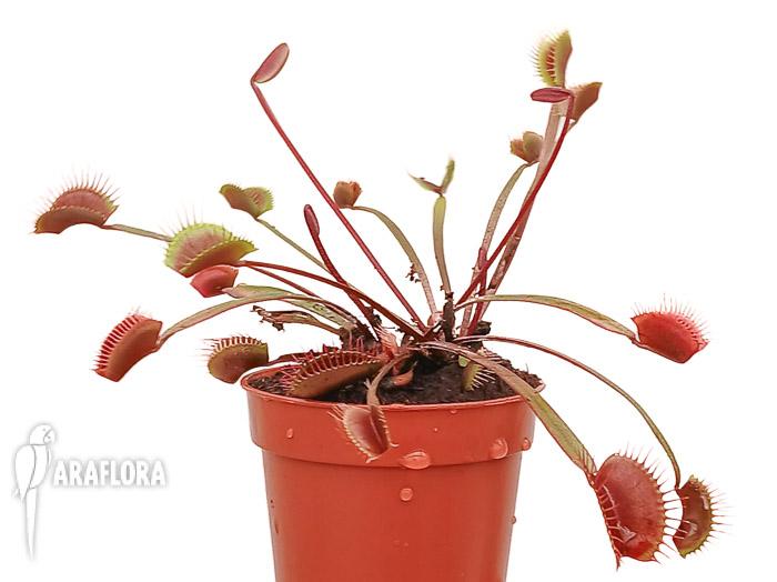 Dionaea muscipula &lsquo;New Red&rsquo;