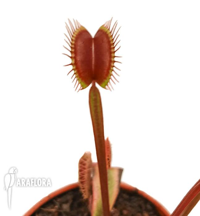 Dionaea muscipula &lsquo;New Red&rsquo;