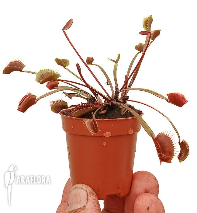 Dionaea muscipula &lsquo;New Red&rsquo;