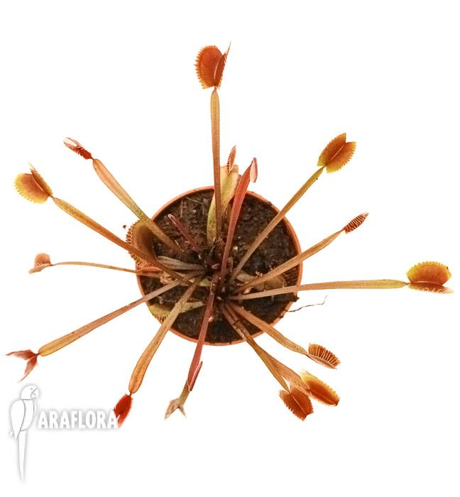 Dionaea muscipula &lsquo;New Red&rsquo;