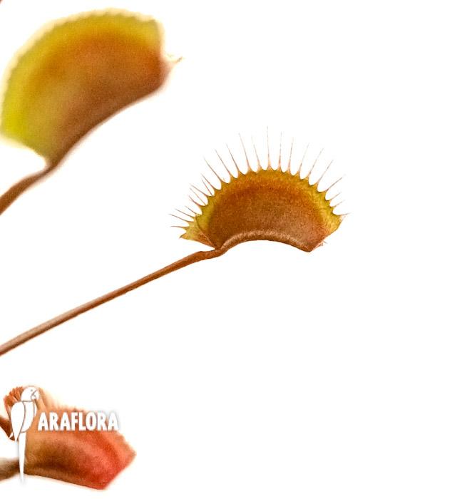Dionaea muscipula &lsquo;New Red&rsquo;