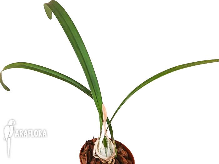 Encyclia randii var Tipo