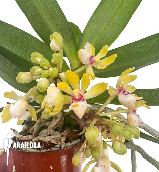 Gastrochilus japonicus