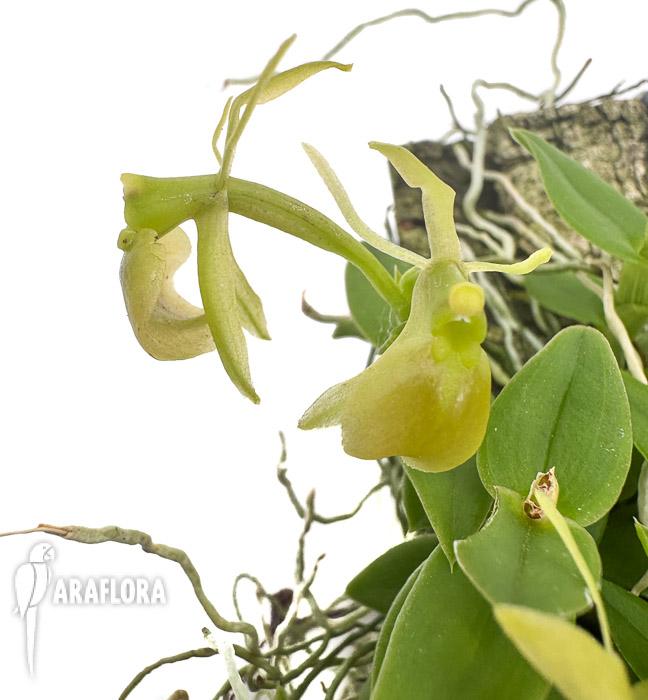 Epidendrum porpax &lsquo;Alba&rsquo;