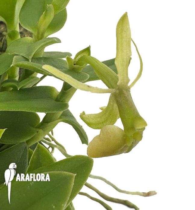 Epidendrum porpax &lsquo;Alba&rsquo;
