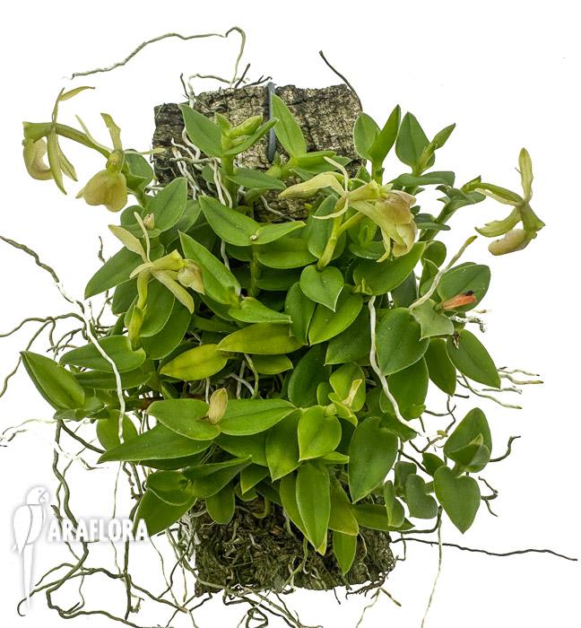 Epidendrum porpax &lsquo;Alba&rsquo;