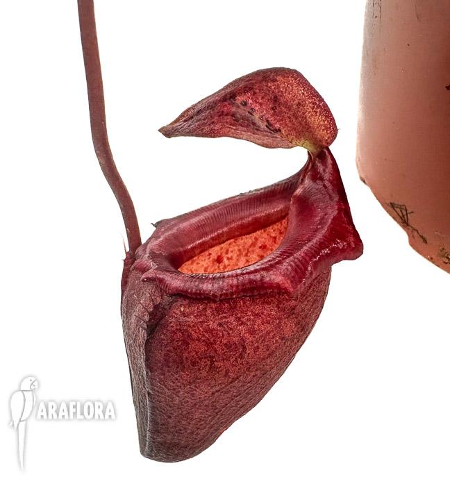 Nepenthes flava &lsquo;xl&rsquo;