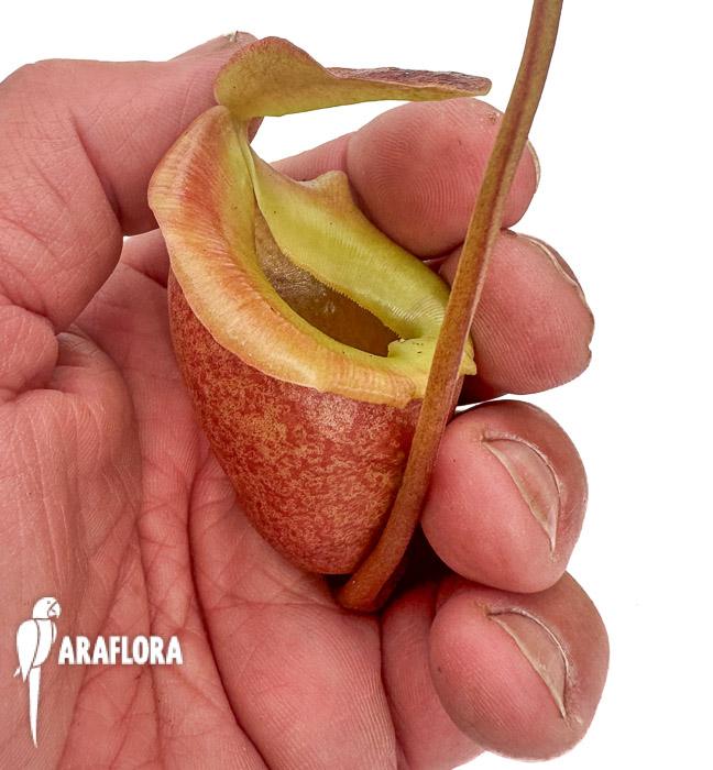 Nepenthes flava &lsquo;xl&rsquo;