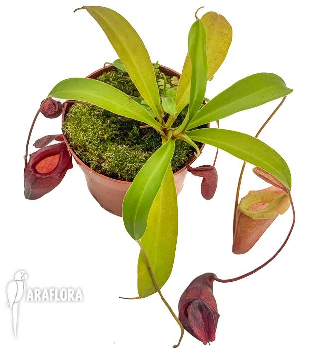 Nepenthes flava &lsquo;xl&rsquo;