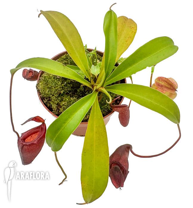 Nepenthes flava &lsquo;xl&rsquo;