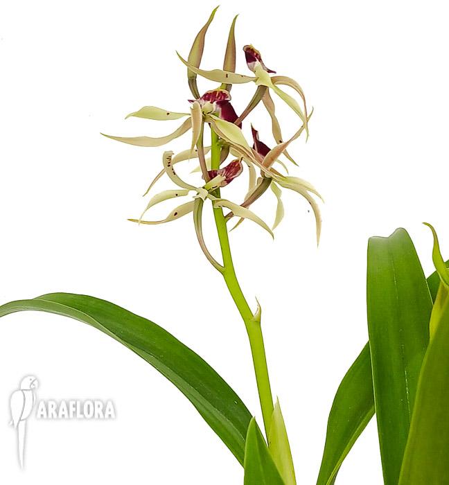 Encyclia cochleata &lsquo;octopussy&rsquo;