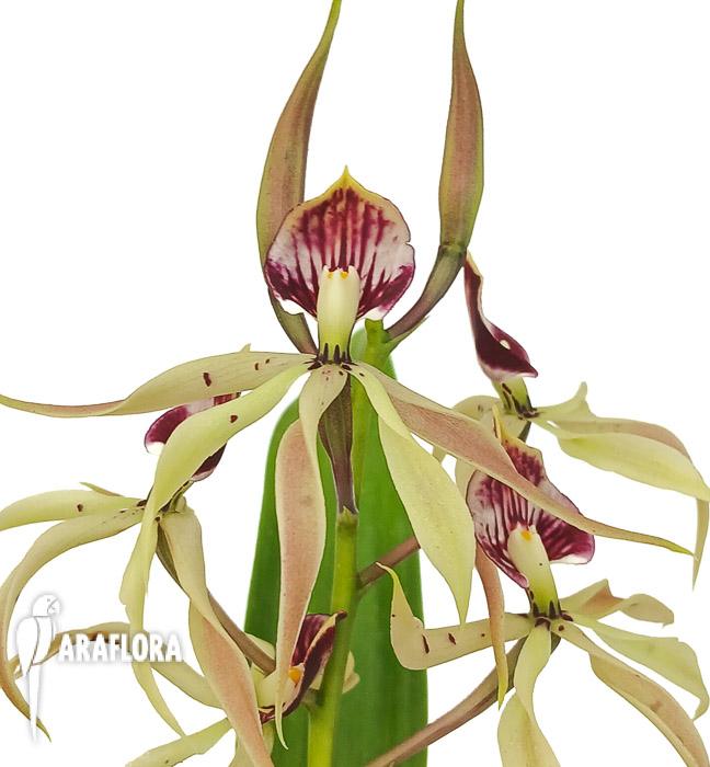 Encyclia cochleata &lsquo;octopussy&rsquo;