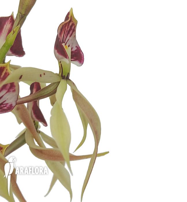 Encyclia cochleata &lsquo;octopussy&rsquo;