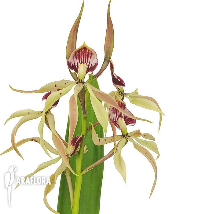 Encyclia cochleata &lsquo;octopussy&rsquo;