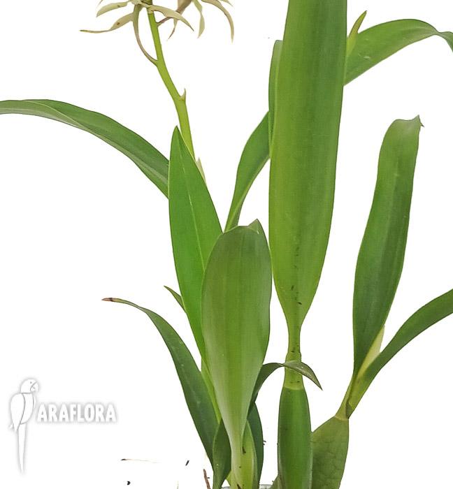 Encyclia cochleata &lsquo;octopussy&rsquo;