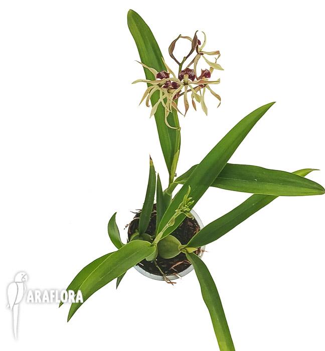 Encyclia cochleata &lsquo;octopussy&rsquo;
