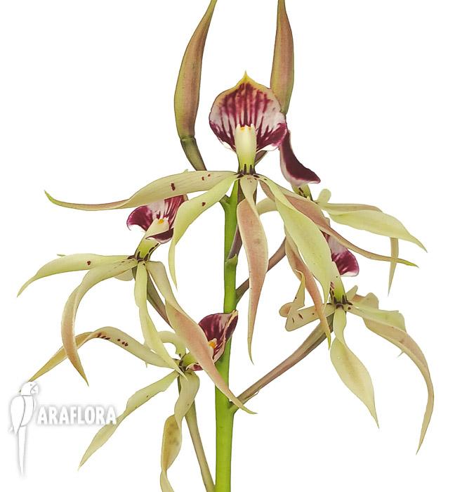 Encyclia cochleata &lsquo;octopussy&rsquo;