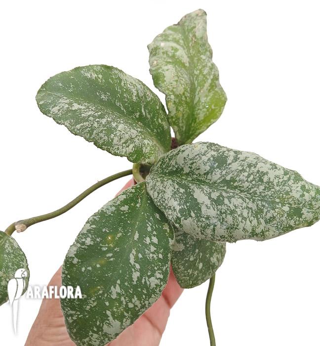 Hoya waymaniae &lsquo;Kapuas&rsquo;