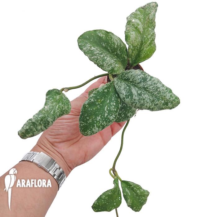 Hoya waymaniae &lsquo;Kapuas&rsquo;