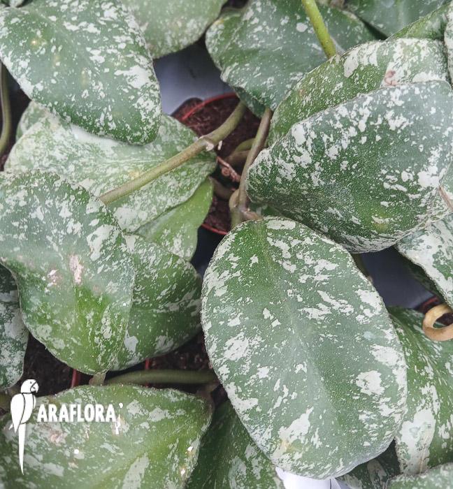Hoya waymaniae &lsquo;Kapuas&rsquo;