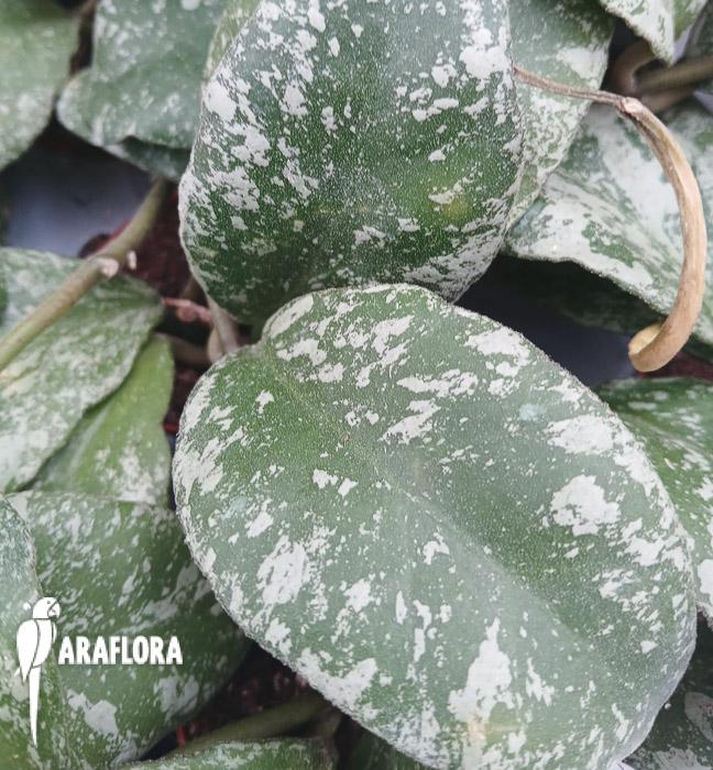 Hoya waymaniae &lsquo;Kapuas&rsquo;